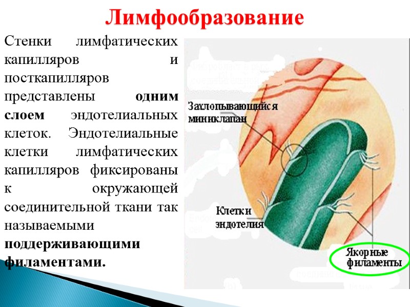 Лимфообразование Стенки лимфатических капилляров и посткапилляров представлены одним слоем эндотелиальных клеток. Эндотелиальные клетки лимфатических